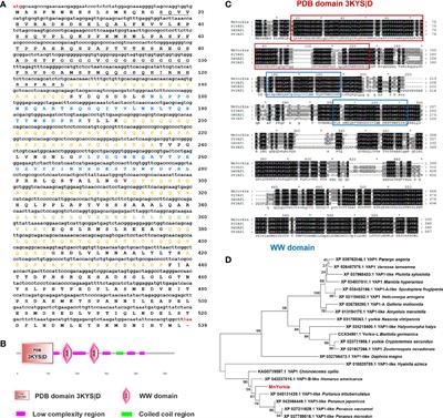 Yorkie Negatively Regulates the Expression of Antimicrobial Proteins by Inducing Cactus Transcription in Prawns Macrobrachium nipponense